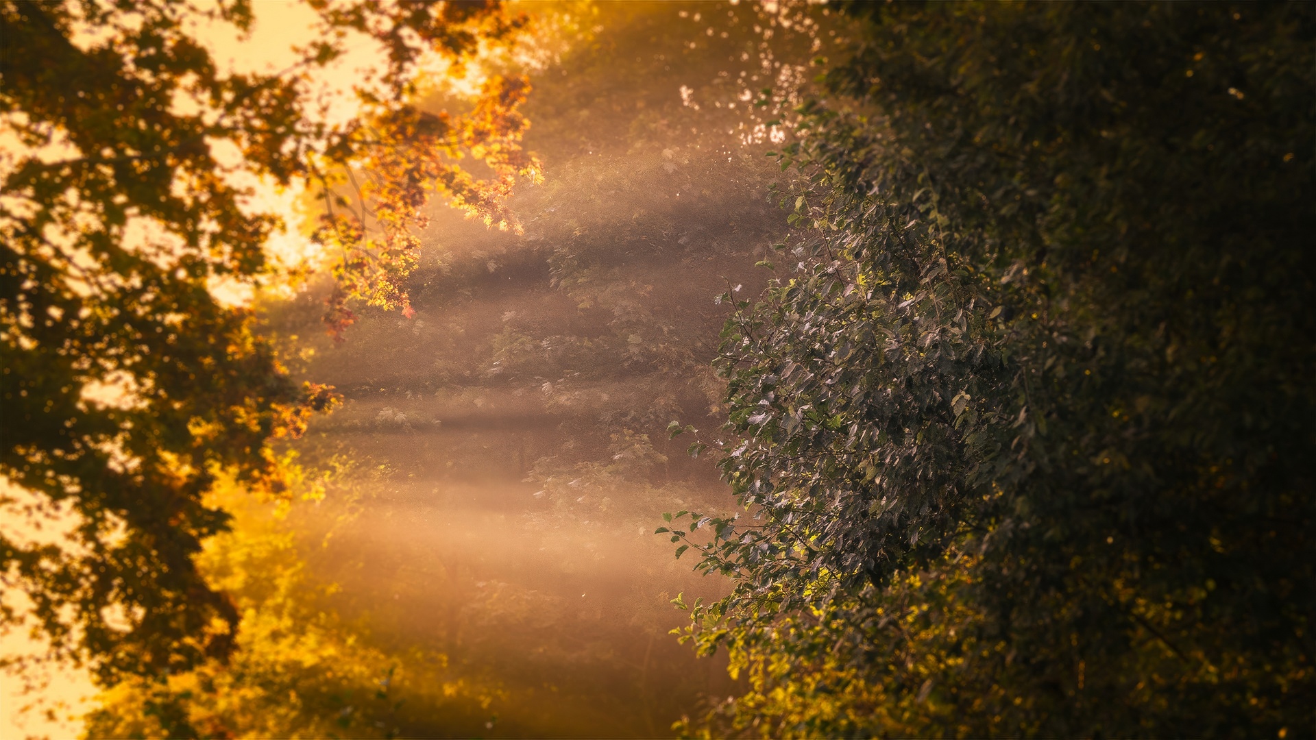 Sunlight streams through the dense forest, casting golden beams through the mist and illuminating the lush green foliage. The serene setting conveys a sense of tranquility and natural beauty.10 Ways to Capture Reality in Photography